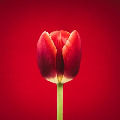 Portrét zvláštního červeného tulipánu na červeném pozadí od Steve Gallagher