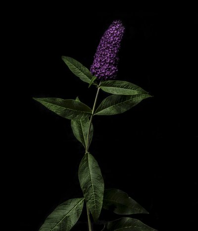 Buddleja purpurová, 2020 (foto) od Steve Gallagher