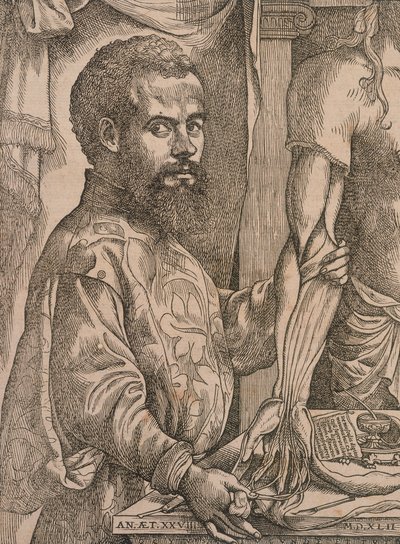 Andreas Vesalius pitvající svaly předloktí mrtvoly, 1543. od Steven van Calcar