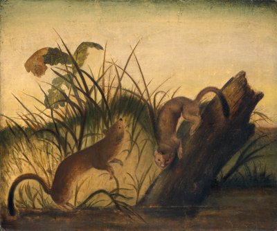 Lasice dlouhoocasá od Studio of John James Audubon