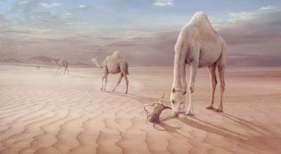  od Sulaiman Almawash