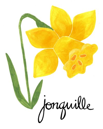 Ilustrace žlutého narcisu od Susan Black