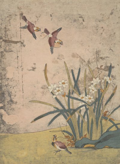 Ptáci a Narcis. od Suzuki Harunobu