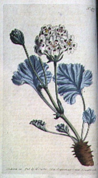 Tlustý list jeřábu (Pelargonium crassicaule), deska 477 od Williama Curtise 
