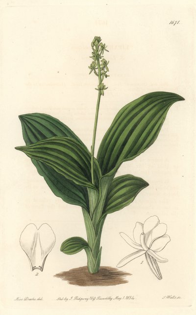 African Liparis Orchid - Water forte od S. Wattse z ilustrace Sarah Anne Drake (1803-1857), z Botanického rejstříku od Sydenham Teast Edwards