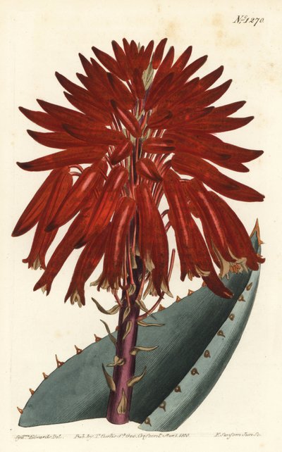 Aloe - Rubble aloe, Aloe perfoliata (Mitre aloe, Aloe mitraeformis). Ručně kolorovaná mědirytina F. Sansom Jr. podle ilustrace Sydenhama Edwardse z William Curtis