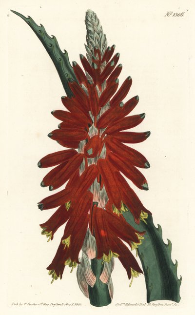 Aloe tree - úzkolistý meč aloe, Aloe arborescens. Ručně kolorovaná mědirytina F. Sansom Jr. podle ilustrace Sydenhama Edwardse z William Curtis