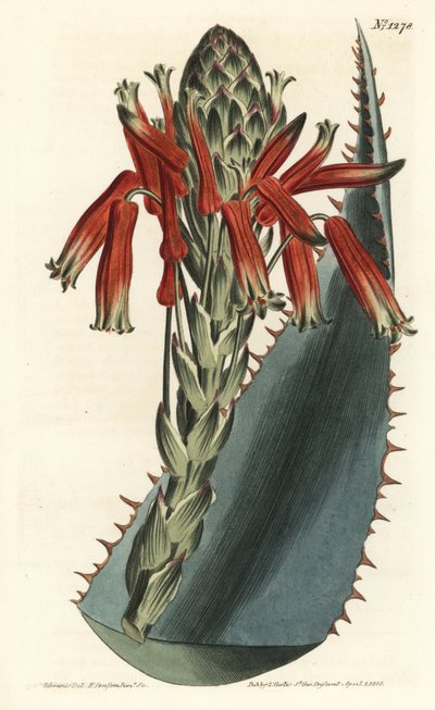 Aloe variete - Modrá aloe, Aloe glauca (Aloe rhodacantha s červeným trsem) - Ručně kolorovaná mědirytina F. Sansom Jr. podle ilustrace Sydenhama Edwardse z William Curtis