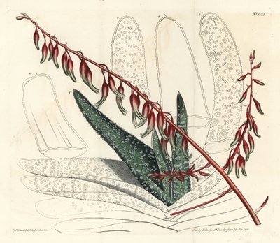 Aloe eventtails - Fan aloe, Aloe plicatilis (Aloe Tongue, Aloe lingua). Ručně kolorovaná mědirytina od F. Sansom Jr. podle ilustrace Sydenhama Edwardse z William Curtis