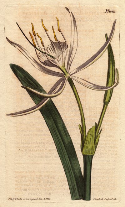 Americký pancratium má vonné bílé květy. Americké pancratium s bílými vonnými květy. Pancratium rotatum. Ručně kolorovaná mědirytina z botanické ilustrace Sydenhama Edwardse z „”” Botanical Magazine””” Williama Curtise 1790-1800. od Sydenham Teast Edwards