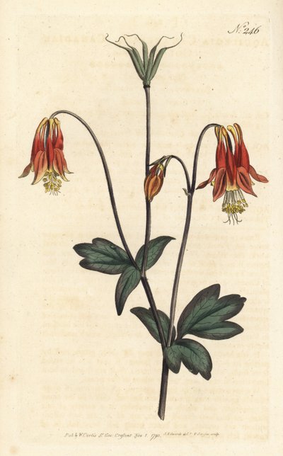 Ancolia du Canada - kanadská kolumbína. Aquilegia canadensis. Ručně kolorovaná mědirytina od Sansom podle ilustrace Sydenhama Edwardse rom William Curtis
