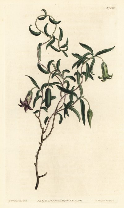Bobule jabloně nebo kulečník proměnlivý květovaný, Billardiera mutabilis - Ručně kolorovaná mědirytina F. Sansom Jr. podle ilustrace Sydenhama Edwardse z William Curtis