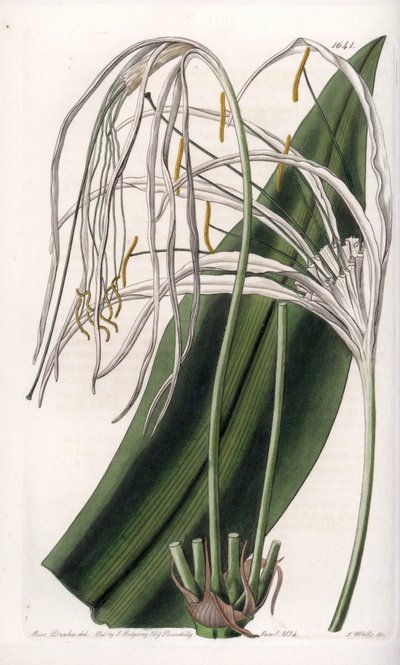 Araignee lilie nebo mořský narcis nebo mořská lilie - deska vyrytá S. Wattsem, z ilustrace Sarah Anne Drake (1803-1857), z Botanického registru Sydenham Edwards (1768-1819), Anglie od Sydenham Teast Edwards