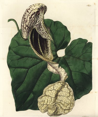 Aristoloche variete - mateřídouška květovaná, Aristolochia cymbifera. Ručně kolorovaná mědirytina od S. Wattse podle ilustrace slečny Sarah Drakeové z botanického registru Sydenhama Edwardse, Ridgeway, Londýn od Sydenham Teast Edwards