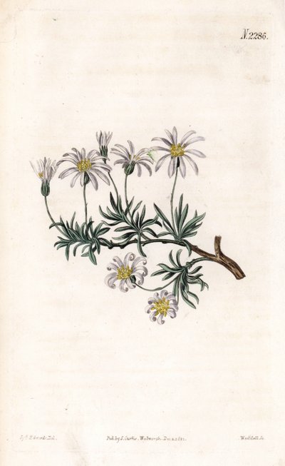 Aster acre - Hvězdnice keřová, Felicia fruticosa (starwort keřovitý, Aster fruticulosus). Ručně kolorovaná mědirytina od Weddella po ilustraci Sydenhama Edwardse z “”” Botanical Magazine,”” London Samuela Curtise od Sydenham Teast Edwards