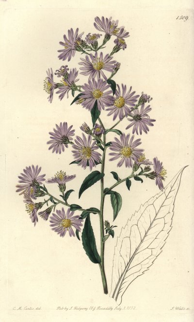 Aster variete - hvězdnice latnatá, Symphyotrichum lanceolatum (hvězdnice palidská, hvězdnice pallens). Ručně kolorovaná mědirytina S. Wattse podle ilustrace Charlese M Curtise z botanického registru Sydenhama Edwardse, Ridgeway, Londýn od Sydenham Teast Edwards