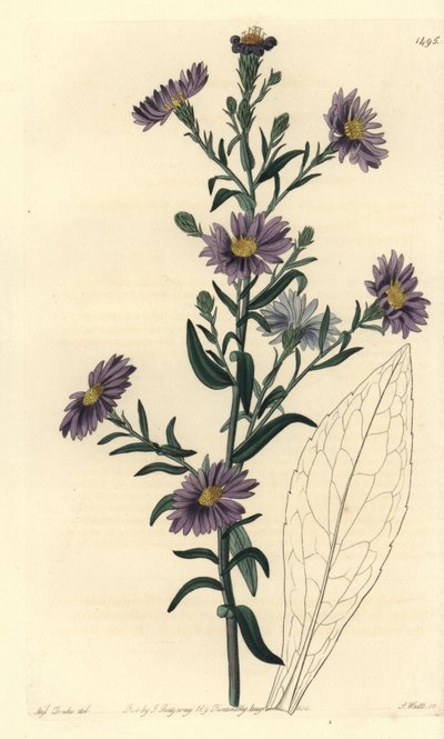 Astra variete - Hvězdnice hladká, Symphyotrichum laeve (Aster glaucous, Aster cyaneus). Ručně kolorovaná mědirytina od S. Wattse podle ilustrace slečny Sarah Drakeové z botanického registru Sydenhama Edwardse, Ridgeway, Londýn od Sydenham Teast Edwards