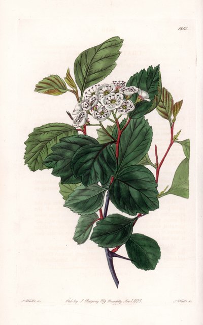 Aubepin nebo bílý trn, původem ze Severní Ameriky - vyryl S. Watts, z ilustrace Sarah Anne Drake (1803-1857), z Botanického registru Sydenham Edwards (1768-1819), Anglie od Sydenham Teast Edwards