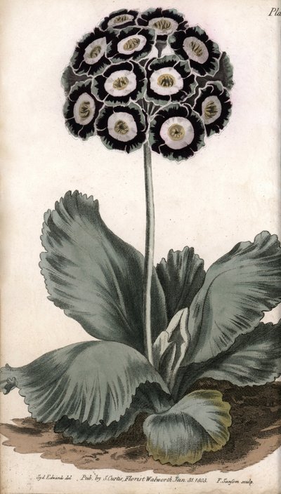 Boltec nebo medvědí ucho. Barevná mědirytina, ilustrace Sydenham Edwards (1768-1819) pro Conference of Botanical, Botanická zahrada Lambeth (Anglie) od Sydenham Teast Edwards