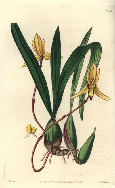 Australská epifytická odrůda orchideje - orchidej Brasiliorchis marginata (vstavač cymbidium červenohranný, Cymbidium marginatum). Ručně kolorovaná mědirytina S. Wattse podle ilustrace Johna Lindleyho z Sydenham Edwards