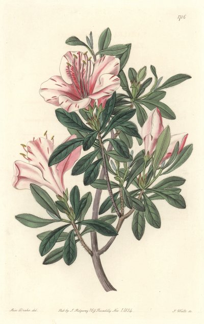 Azalee of Florists - S. Watts Strong Water z ilustrace Sarah Anne Drake (1803-1857), z botanického registru od Sydenham Teast Edwards