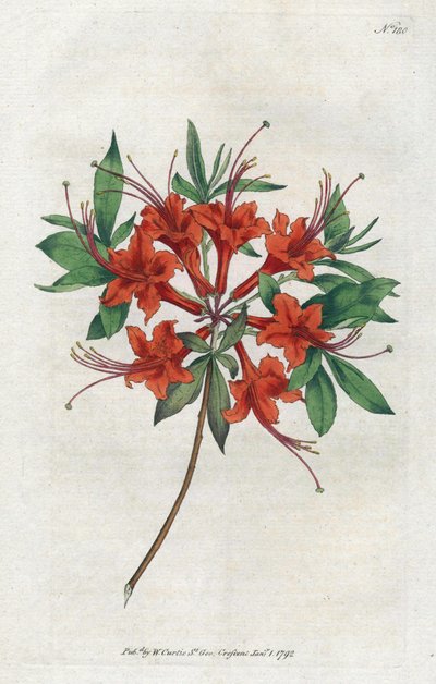 Azalka s holými květy (Rhododendron periclymenoides) - Litografie od Sydenhama Edwardse (1768-1819), deska z Botanical Magazine od Williama Curtise (1746-1799) od Sydenham Teast Edwards