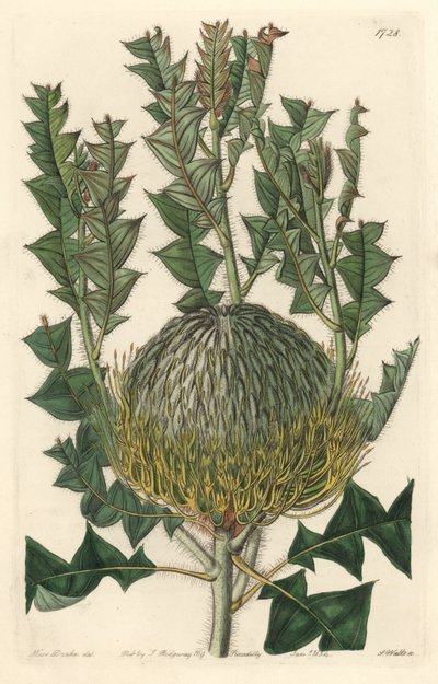 Banksia speciosa, původem z Austrálie - S. Watts silná voda z ilustrace Sarah Anne Drake (1803-1857), z Botanického registru od Sydenham Teast Edwards