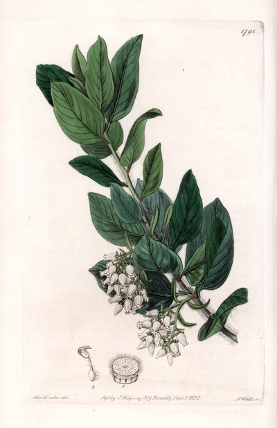 Bear Grape, původem z Kalifornie - vyryl S. Watts, z ilustrace Sarah Anne Drake (1803-1857), z Botanického registru Sydenham Edwards (1768-1819), Anglie od Sydenham Teast Edwards