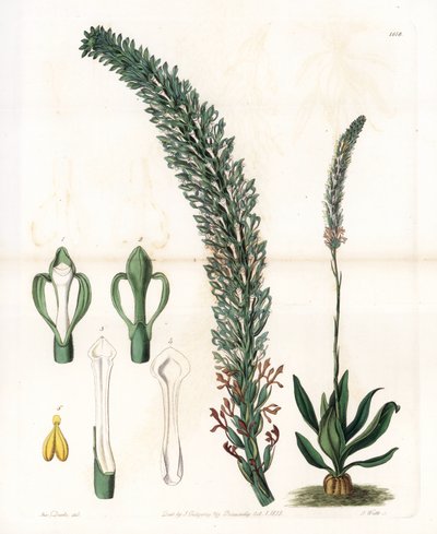 Belle sauroglossum - Talíř vyrytý S. Wattsem, z ilustrace Sarah Anne Drake (1803-1857), z Botanického registru Sydenham Edwards (1768-1819), Anglie od Sydenham Teast Edwards