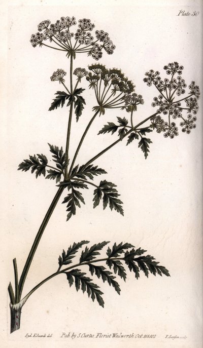 Velký jedlovec. Barevná mědirytina, ilustrace Sydenham Edwards (1768-1819) pro Conference of Botanical, Botanická zahrada Lambeth (Anglie) od Sydenham Teast Edwards