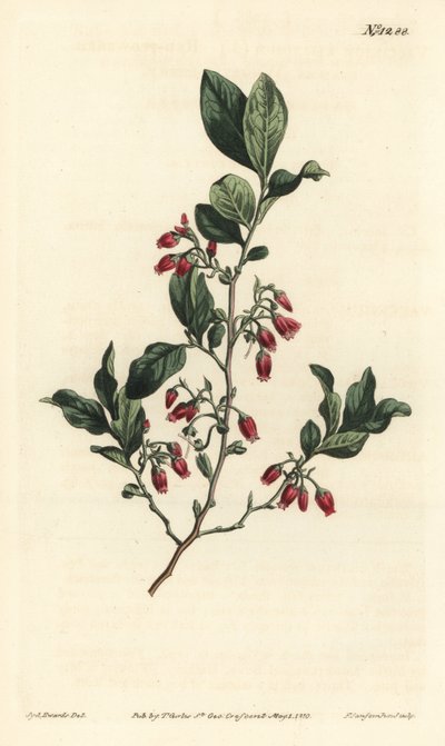 Černý huckleberry, Gaylussacia baccata (červenokvětá libavka, Vaccinium resinosum) - Ručně kolorovaná mědirytina F. Sansom Jr. podle ilustrace Sydenhama Edwardse z William Curtis