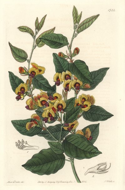 Bossiaea a grade květiny, australský původ - S. Watts silná voda z ilustrace Sarah Anne Drake (1803-1857), z Botanického rejstříku od Sydenham Teast Edwards