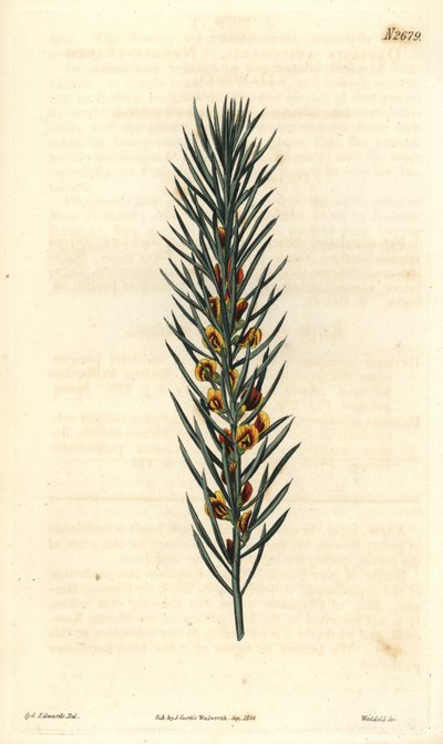 Větev s jehlami, keře Daviesia Aicularis, původem z Austrálie. Ilustrace Sydenham Edwards, rytina Weddell. Eau forte v The Curtis Botanical Magazine od Samuela Curtise od Sydenham Teast Edwards