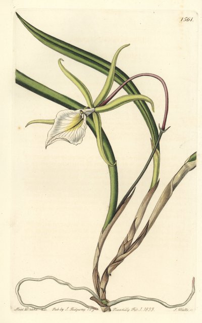 Brassavola perrinii (Brasavola Perrinova, Brasavola perrinii). Ručně kolorovaná mědirytina od S. Wattse podle ilustrace slečny Sarah Drakeové z botanického registru Sydenhama Edwardse, Ridgeway, Londýn od Sydenham Teast Edwards