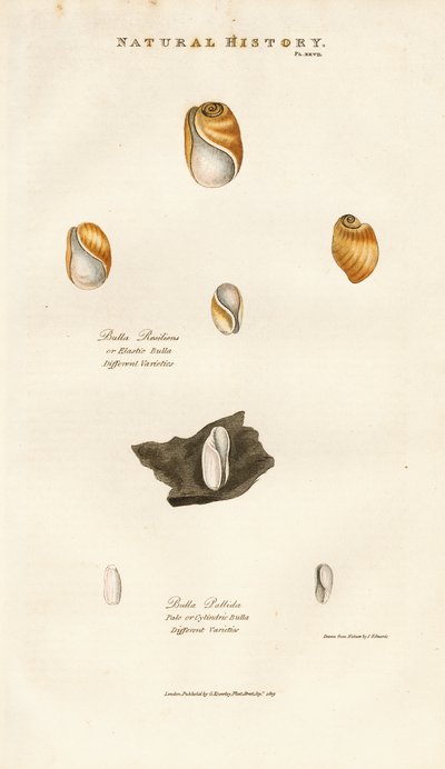 Bublinkové skořápky různých druhů od Sydenham Teast Edwards