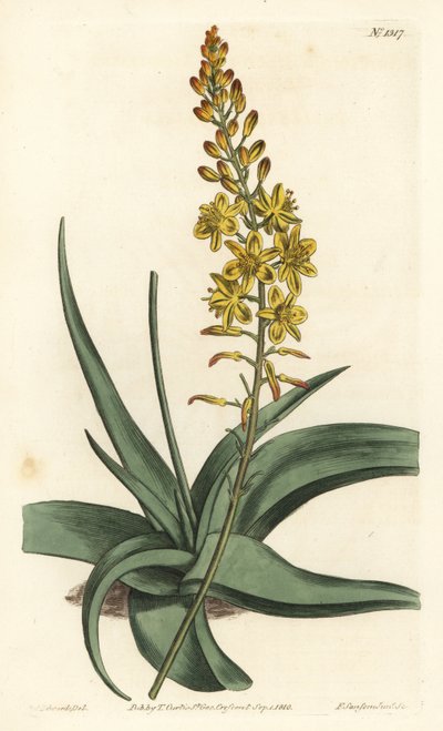 Bulbine variete - Bulbine alooides (Anthericum aloe-listed, Anthericum alooides). Ručně kolorovaná mědirytina od F. Sansom Jr. podle ilustrace Sydenhama Edwardse z William Curtis
