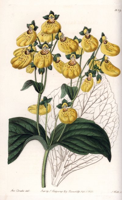 Calceolary nebo malý střevíček, se žlutými květy - Gravírovaná deska od S. Wattse, z ilustrace Sarah Anne Drake (1803-1857), z Botanického registru Sydenham Edwards (1768-1819), Anglie od Sydenham Teast Edwards