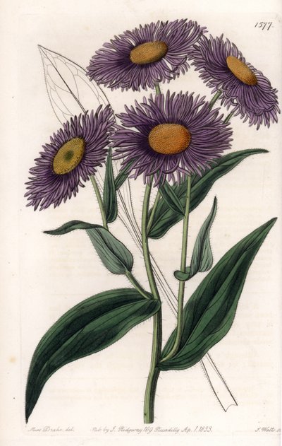 California Erigeron - Talíř vyrytý S. Wattsem, z ilustrace Sarah Anne Drake (1803-1857), z Botanického registru Sydenham Edwards (1768-1819), Anglie od Sydenham Teast Edwards