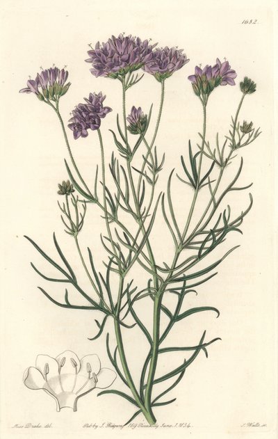 California Gilia - S. Watts Strong Water z ilustrace Sarah Anne Drake (1803-1857), z botanického registru od Sydenham Teast Edwards
