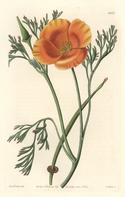 Kalifornský mák nebo americký mák - S. Watts silná voda z ilustrace Sarah Anne Drake (1803-1857), z botanického registru od Sydenham Teast Edwards