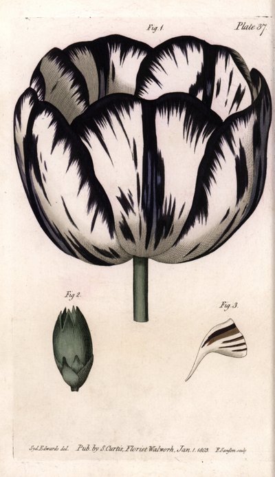 Calisse z tulipánů a karafiátů giroflee nebo karafiátové květinářství. Barevná mědirytina, ilustrace Sydenham Edwards (1768-1819) pro Conference of Botanical, Botanická zahrada Lambeth (Anglie) od Sydenham Teast Edwards