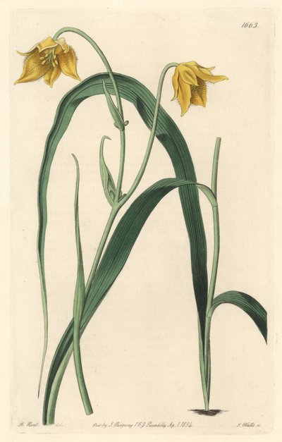 Calochortus (mariposa) nebo cyklobothre se světle žlutými květy, původem z Mexika - Silná voda od S. Wattse z ilustrace Sarah Anne Drake (1803-1857), z Botanického rejstříku od Sydenham Teast Edwards
