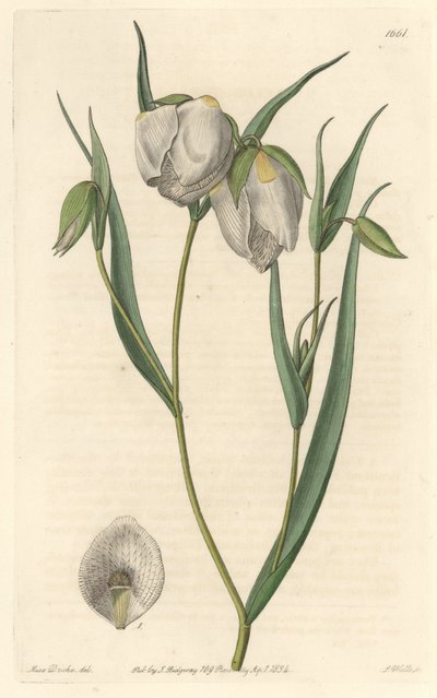 Calochorte (mariposa) nebo bělokvětý cyklobothre, původem z Kalifornie - S. Watts silná voda z ilustrace Sarah Anne Drake (1803-1857), z Botanického registru od Sydenham Teast Edwards
