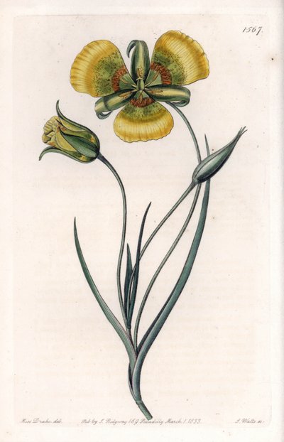 Calochortus má velké žluté květy - Gravírovaná deska od S. Wattse, z ilustrace Sarah Anne Drake (1803-1857), z Botanického registru Sydenham Edwards (1768-1819), Anglie od Sydenham Teast Edwards