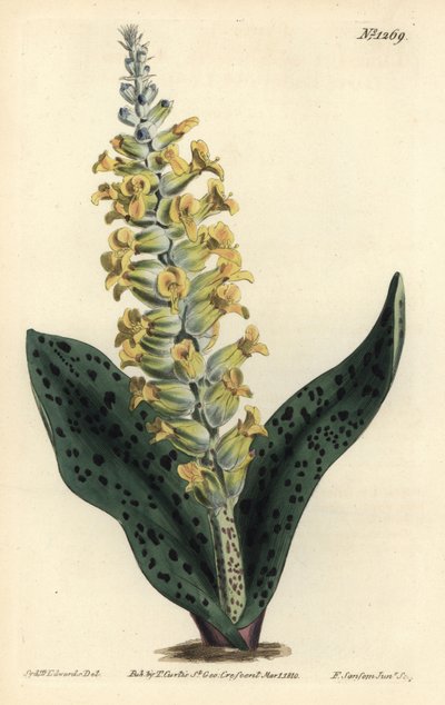 Hyacint kapský (nepravá orchidej) - lachenalia vstavačovitých skvrnitá, Lachenalia orchioides. Ručně kolorovaná mědirytina F. Sansom Jr. podle ilustrace Sydenhama Edwardse z William Curtis