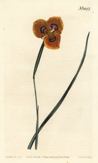 Tulipán kapský - Moraea oranžová, Moraea tulbaghensis (Moraea pavonia). Ručně kolorovaná mědirytina od F. Sansom Jr. podle ilustrace Sydenhama Edwardse z William Curtis