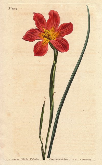 Kapský tulipán, moraea má kvetoucí slámu a růžový losos. Slámově zbarvená stejně květovaná moréa, lososově růžová a žlutá Cape Tulip. Homeria collina (Moraea collina). Ručně kolorovaná mědirytina z botanické ilustrace Sydenhama Edwardse z Willa od Sydenham Teast Edwards