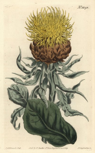 Centauree a grosse tête - Chňapka obrovská nebo velkohlavý žlutý centaury, Centaurea macrocephala. Ručně kolorovaná mědirytina F. Sansom Jr. podle ilustrace Sydenhama Edwardse z William Curtis