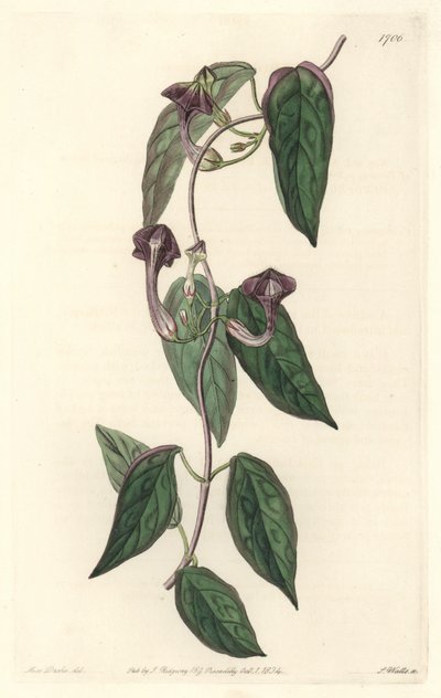 Ceropegia elegantní, původem z Indie - Silná voda od S. Wattse z ilustrace Sarah Anne Drake (1803-1857), z Botanického rejstříku od Sydenham Teast Edwards