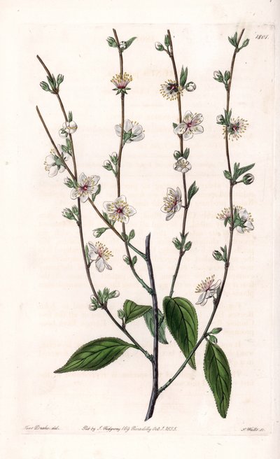 Cherry tree - Gravírovaná deska od S. Wattse, z ilustrace Sarah Anne Drake (1803-1857), z Botanického registru Sydenham Edwards (1768-1819), Anglie od Sydenham Teast Edwards